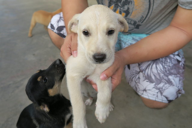 Miss Creamy - Mixed Breed Dog