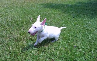 Mka Registered Mini Bull Terrier - Bull Terrier Dog