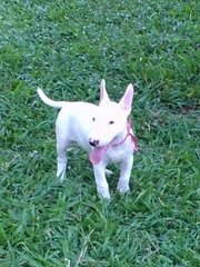 Mka Registered Mini Bull Terrier - Bull Terrier Dog