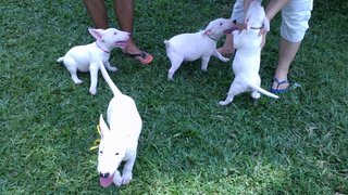 Mka Registered Mini Bull Terrier - Bull Terrier Dog