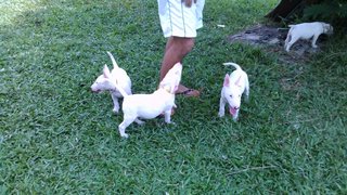 Mka Registered Mini Bull Terrier - Bull Terrier Dog