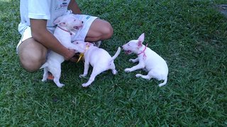 Mka Registered Mini Bull Terrier - Bull Terrier Dog