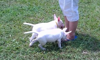 Mka Registered Mini Bull Terrier - Bull Terrier Dog