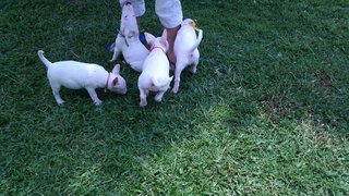 Mka Registered Mini Bull Terrier - Bull Terrier Dog