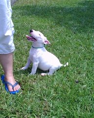 Mka Registered Mini Bull Terrier - Bull Terrier Dog