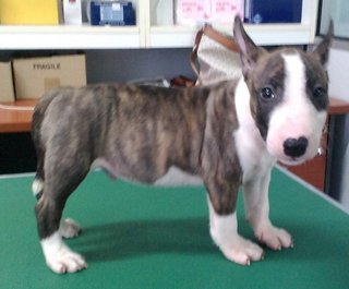 Mka Registered Mini Bull Terrier - Bull Terrier Dog