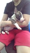 Mka Registered Mini Bull Terrier - Bull Terrier Dog