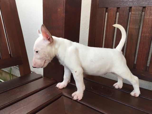 Mka Registered Mini Bull Terrier - Bull Terrier Dog