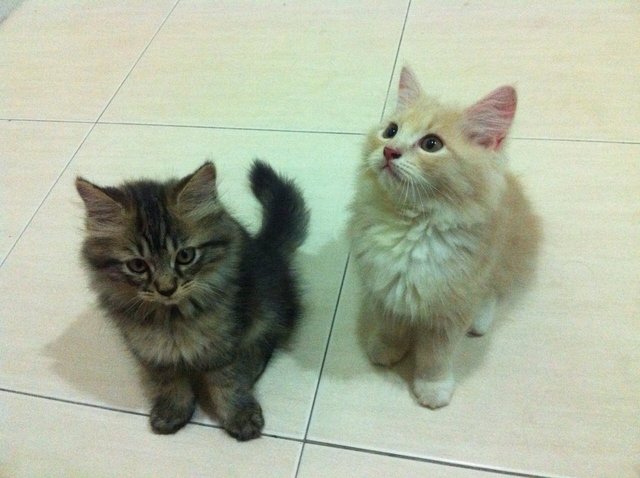 Cream - Maine Coon + Domestic Long Hair Cat