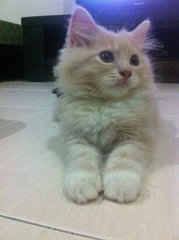 Cream - Maine Coon + Domestic Long Hair Cat