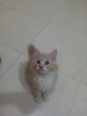 Cream - Maine Coon + Domestic Long Hair Cat