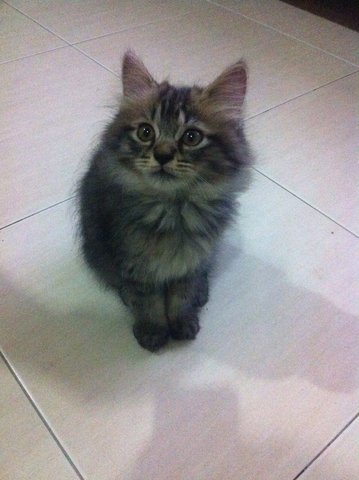 Belang - Maine Coon + Domestic Long Hair Cat