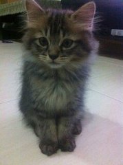 Belang - Maine Coon + Domestic Long Hair Cat