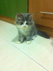 Grey And Black - Maine Coon + Domestic Long Hair Cat