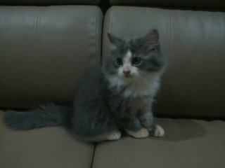 Grey And Black - Maine Coon + Domestic Long Hair Cat