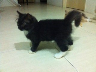 Grey And Black - Maine Coon + Domestic Long Hair Cat