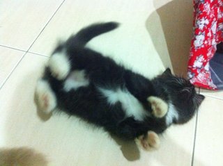 Grey And Black - Maine Coon + Domestic Long Hair Cat