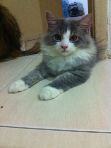 Grey And Black - Maine Coon + Domestic Long Hair Cat