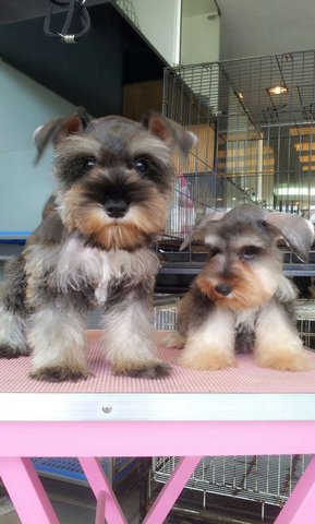 Miniature Schnauzer - Thick Coat Ni - Schnauzer Dog