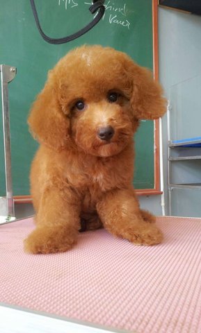 Toy Poodle - Cute And Thick Coat - Poodle Dog