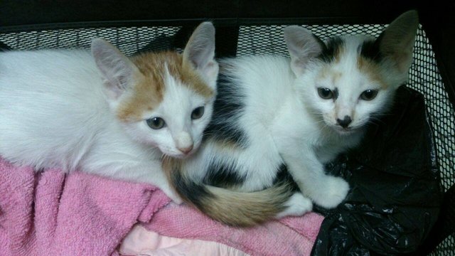 Two Cutie Kitties - Domestic Short Hair Cat