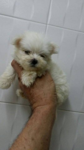 Maltese Puppy For Sale (Cute) - Maltese Dog