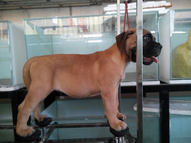 Bullmastiff (Parent Imported Cham)  - Bullmastiff Dog