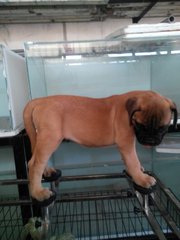 Bullmastiff (Parent Imported Cham)  - Bullmastiff Dog