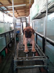 Bullmastiff (Parent Imported Cham)  - Bullmastiff Dog