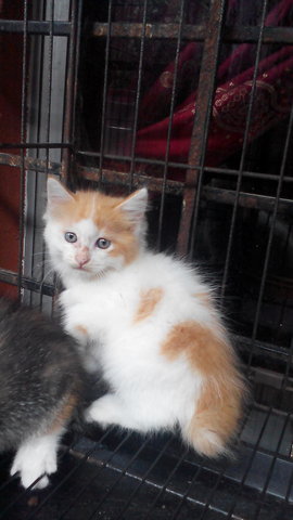 Cute Kitten - Persian + Domestic Long Hair Cat