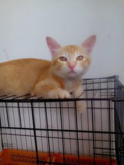 Oyen - Domestic Short Hair Cat