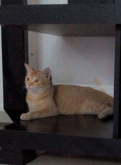 Oyen - Domestic Short Hair Cat