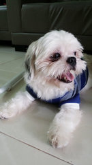 Atlas - Shih Tzu Dog