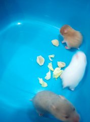 Cute Hamster Baby - Syrian / Golden Hamster Hamster