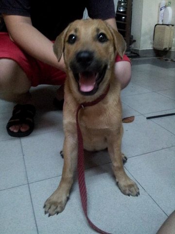 Qq - Mixed Breed Dog