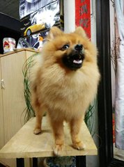 Male Pomeranian - Pomeranian Dog