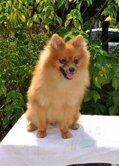 Male Pomeranian - Pomeranian Dog