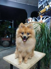 Male Pomeranian - Pomeranian Dog