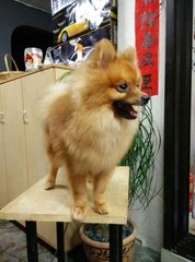 Male Pomeranian - Pomeranian Dog