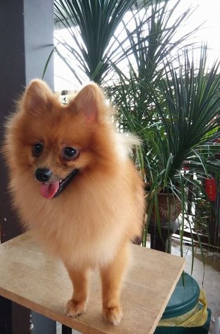 Male Pomeranian - Pomeranian Dog