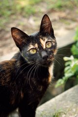 Boo  - Domestic Medium Hair Cat