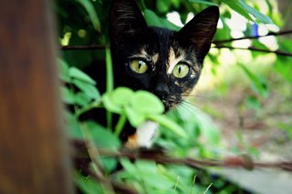 Boo  - Domestic Medium Hair Cat