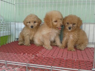 Cute &amp; Healthy Miniature Poodle For - Poodle Dog