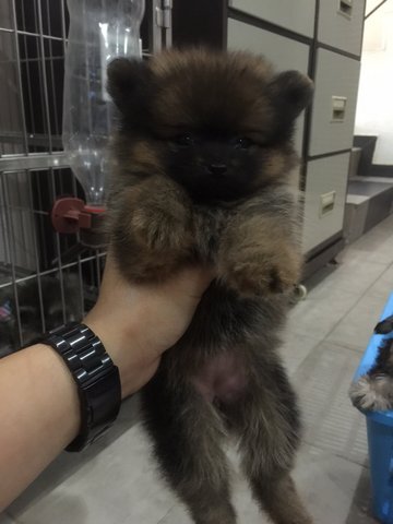 Pomeranian - Thick Coat Red Sable  - Pomeranian Dog