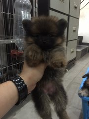 Pomeranian - Thick Coat Red Sable  - Pomeranian Dog