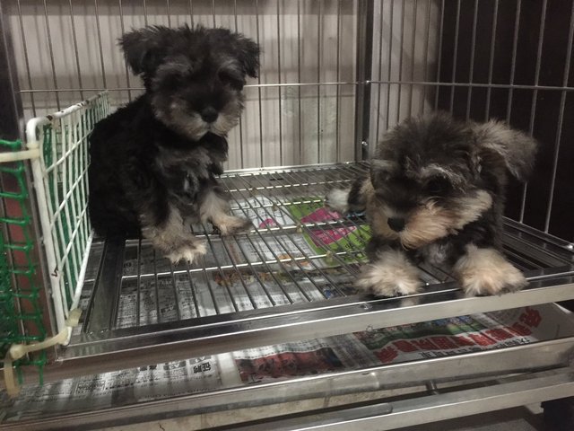  Miniature Schnauzer - Tiny Small S - Schnauzer Dog