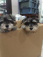  Miniature Schnauzer - Tiny Small S - Schnauzer Dog