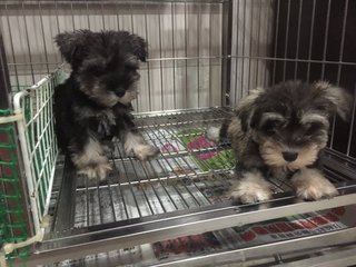  Miniature Schnauzer - Tiny Small S - Schnauzer Dog