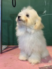 White Toy Poodle - With Cert - Poodle Dog