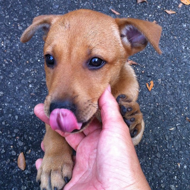 Royce, Floyd, Patch, Sky And Cloud - Mixed Breed Dog